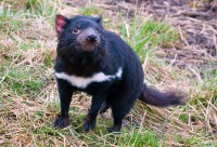 /album/galeria-de-fotos/diabo-da-tasmania-jpg/