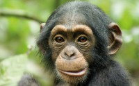 /album/galeria-de-fotos/chimpanze-jpg1/
