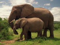 /album/galeria-de-fotos/elefante-620-jpg1/
