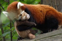/album/galeria-de-fotos/panda-vermelho-bebe-6-jpg1/